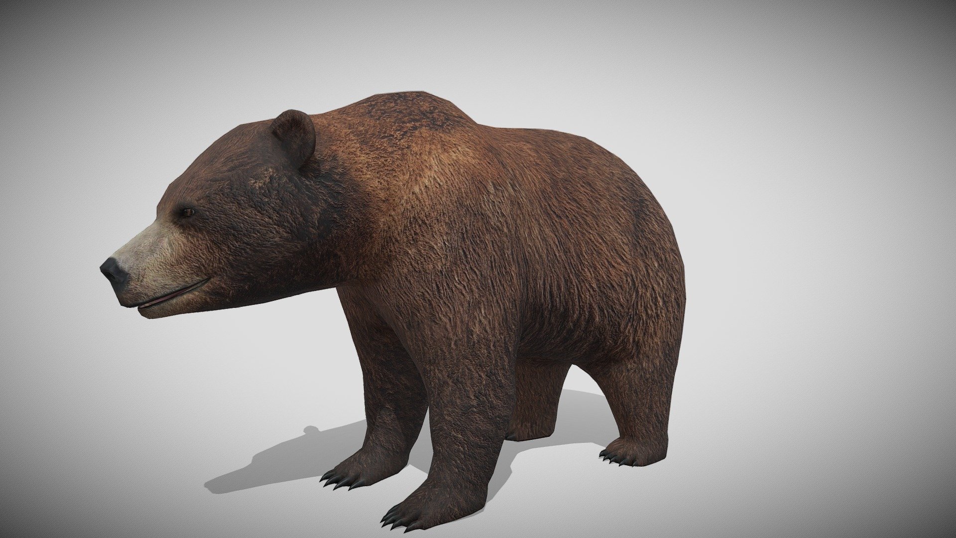 Medhue Brown Bear 3d model