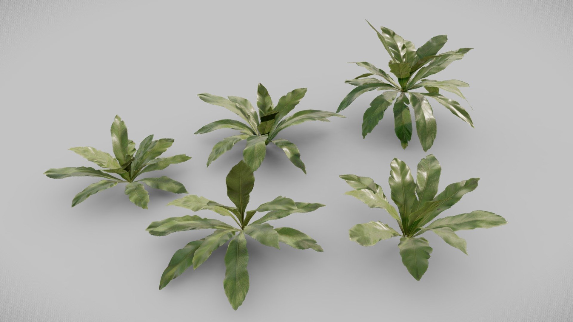 Bird Nest Fern 3d model