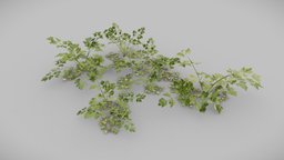 Parsley Plant