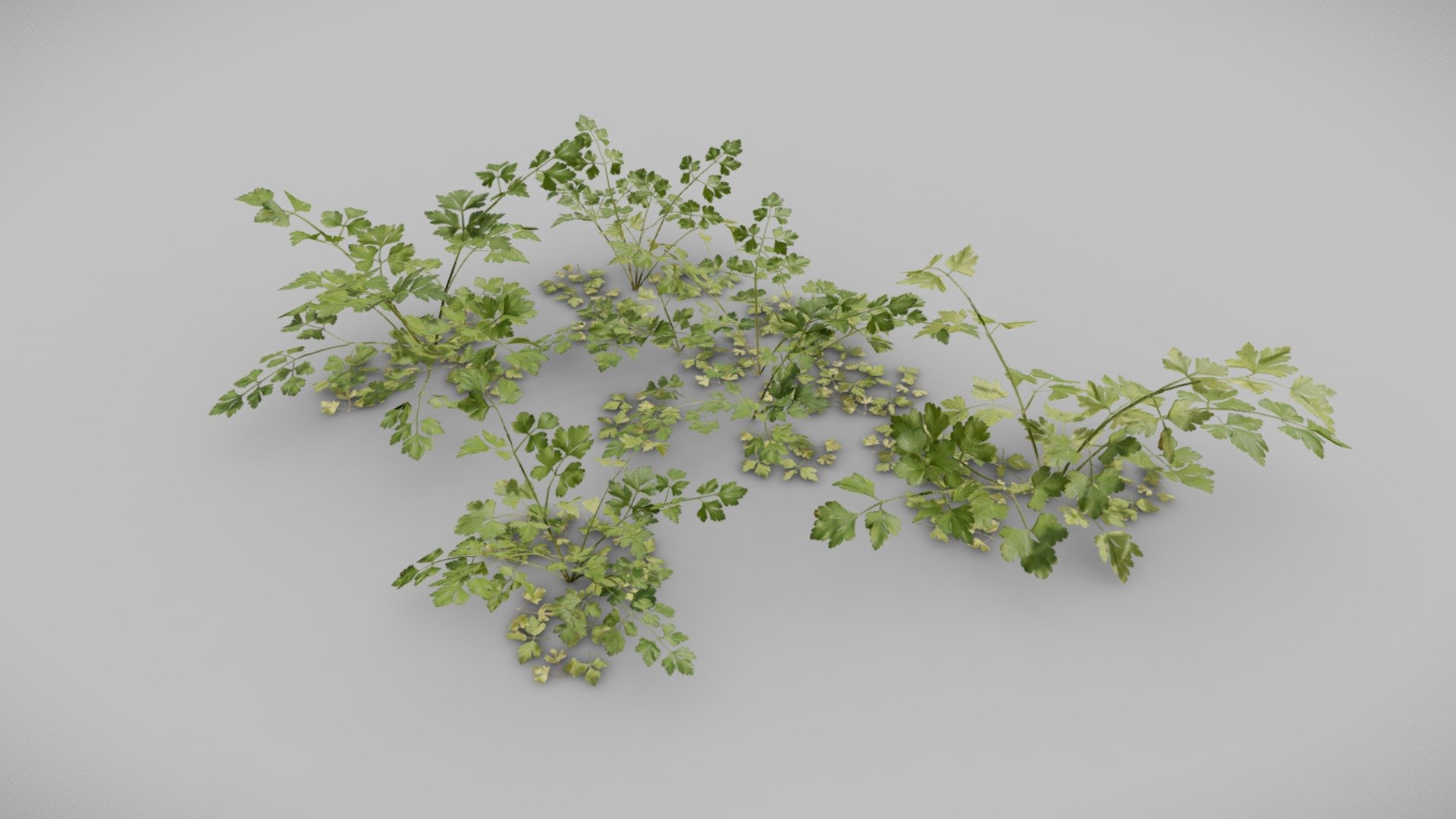 Parsley Plant 3d model