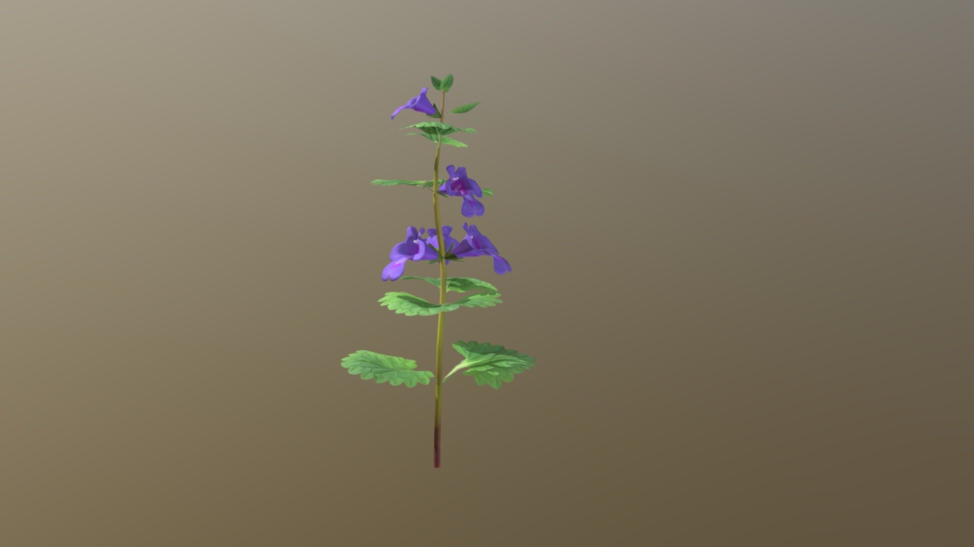 Ground Ivy 3d model