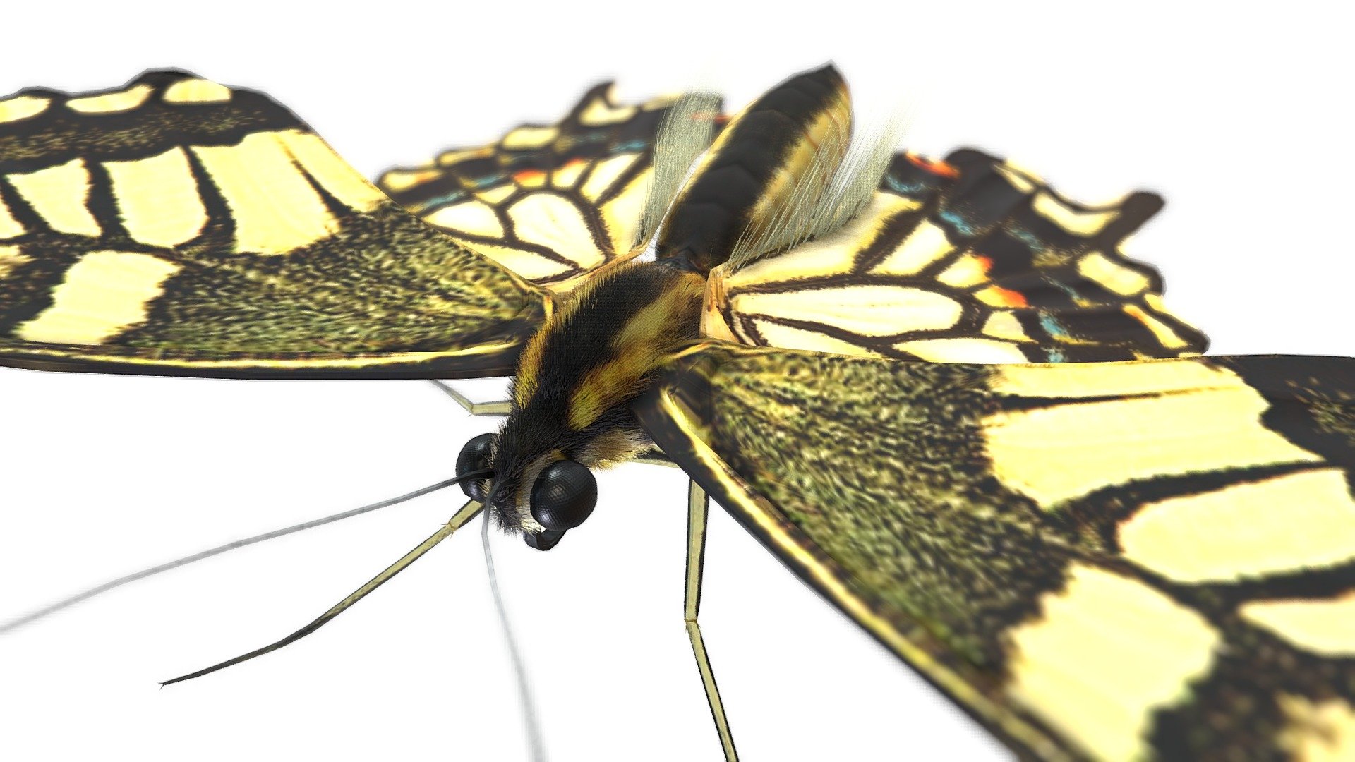 Butterfly Swallowtails of Japan 3d model