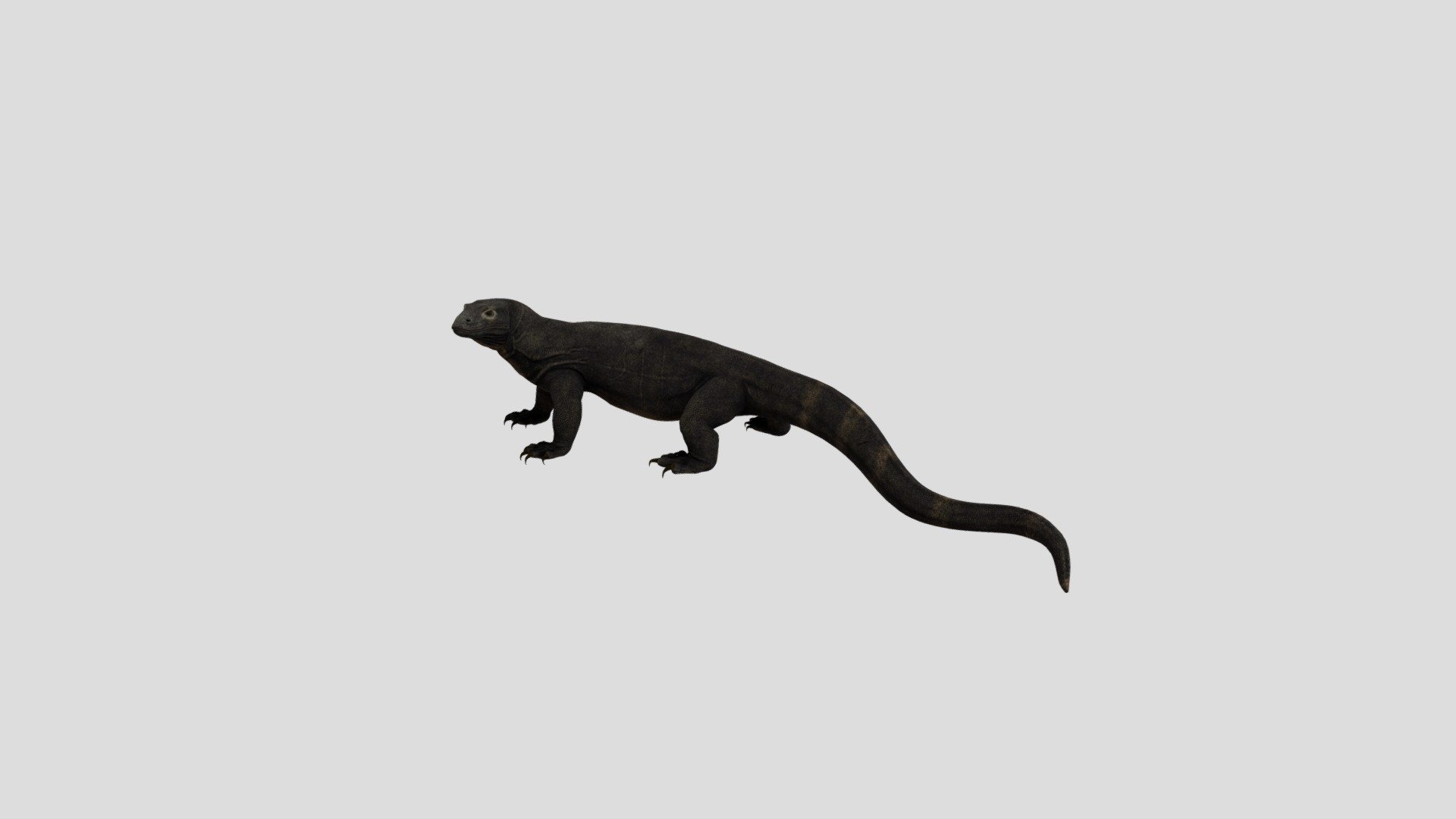 Komodo Dragon 3d model