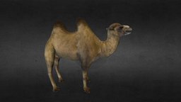 Camel