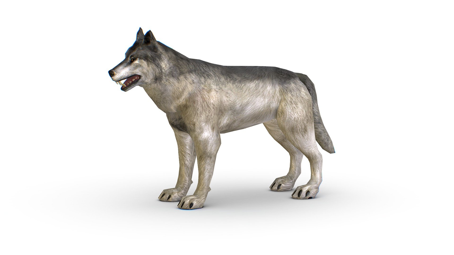 LowPoly Model Grey Wolf 3d model