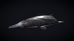 Beaked Whale