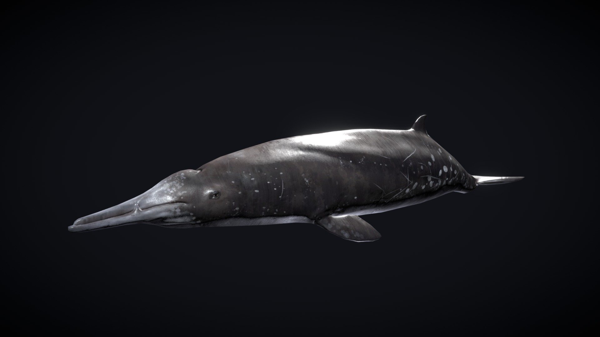 Beaked Whale 3d model