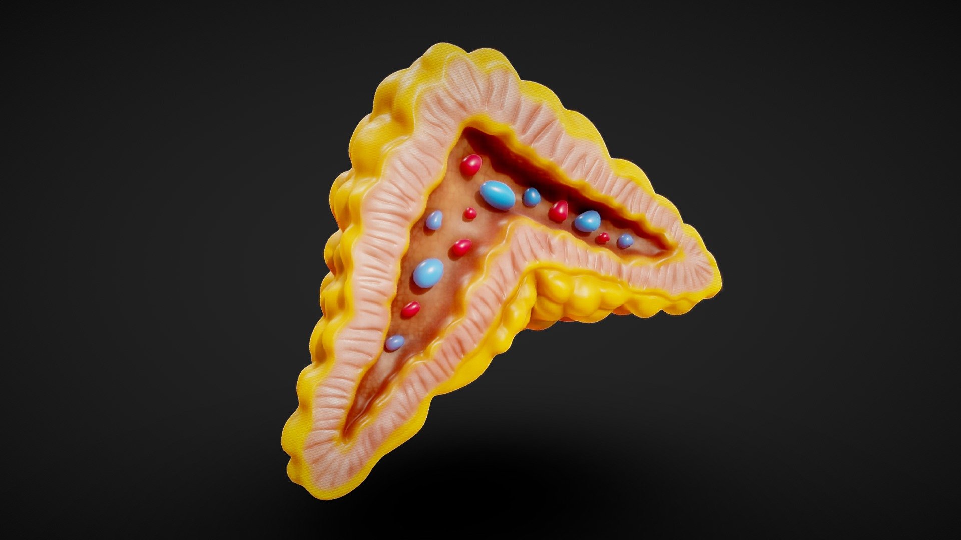 Adrenal Gland Cross Section Anatomy 3d model