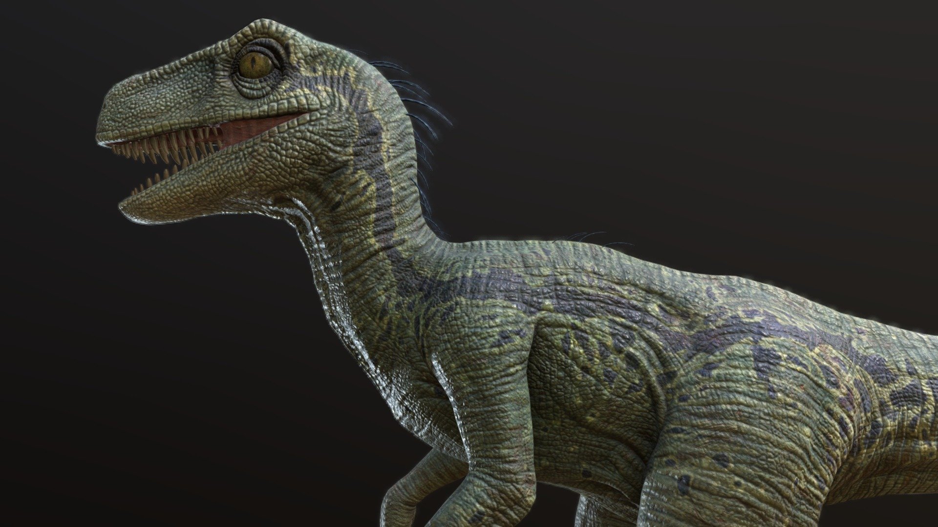 Dinosaur/Raptor 3d model