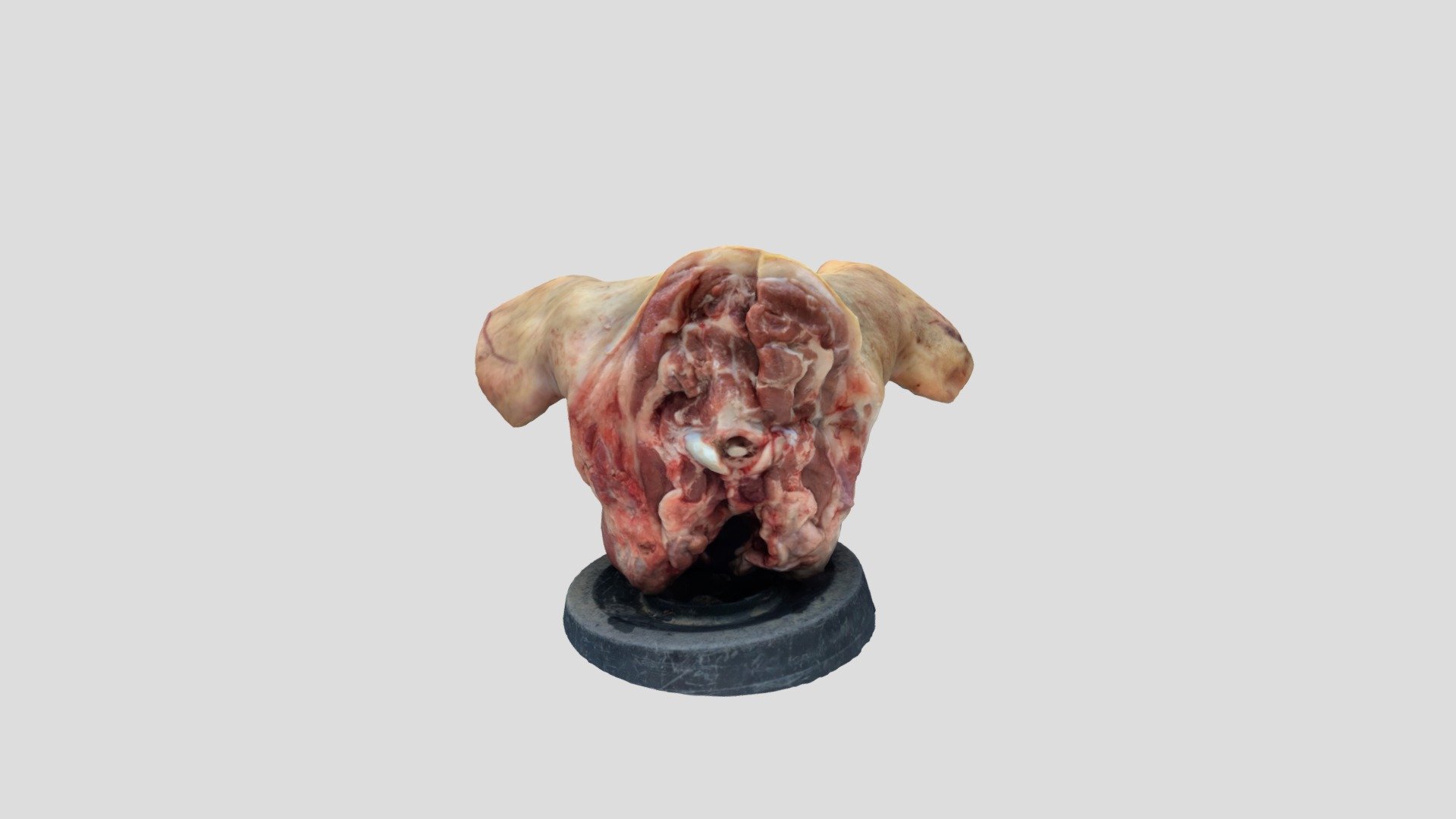 Birthday gift (pig head) 3d model