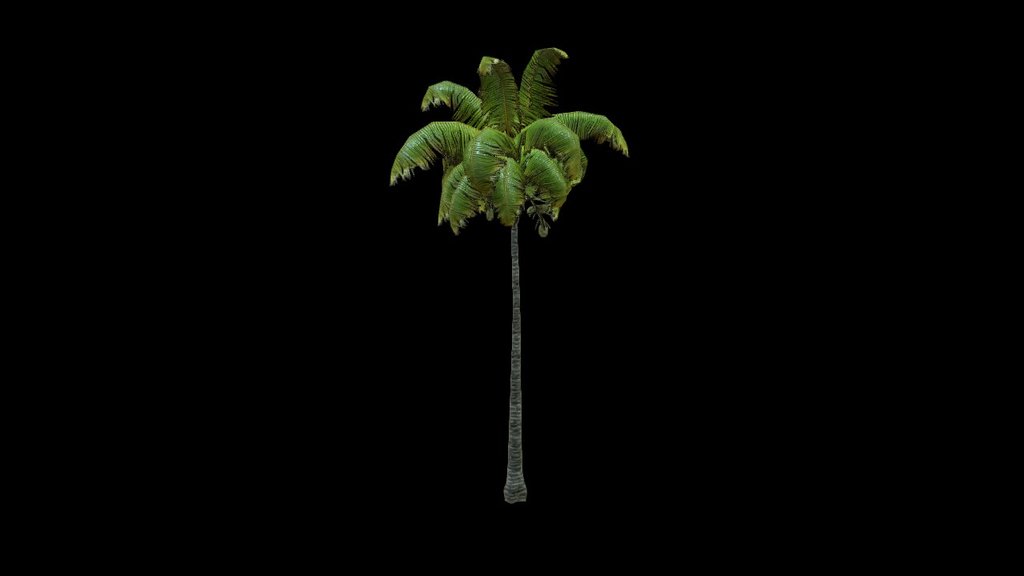 Coconut Palm 4 3d model