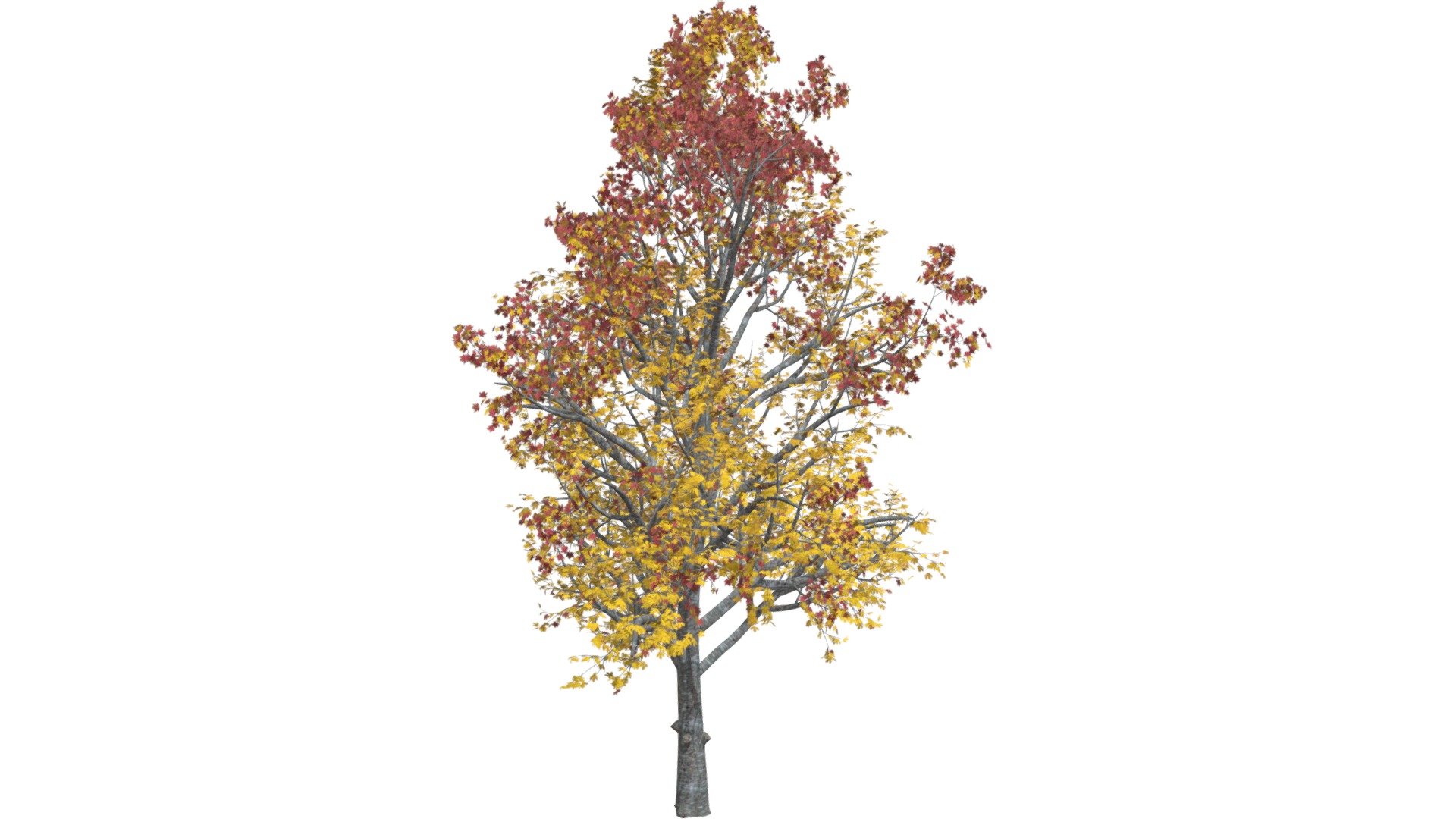 Mountain Maple Tree (Fall) #07 3d model