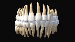 Human Tooth