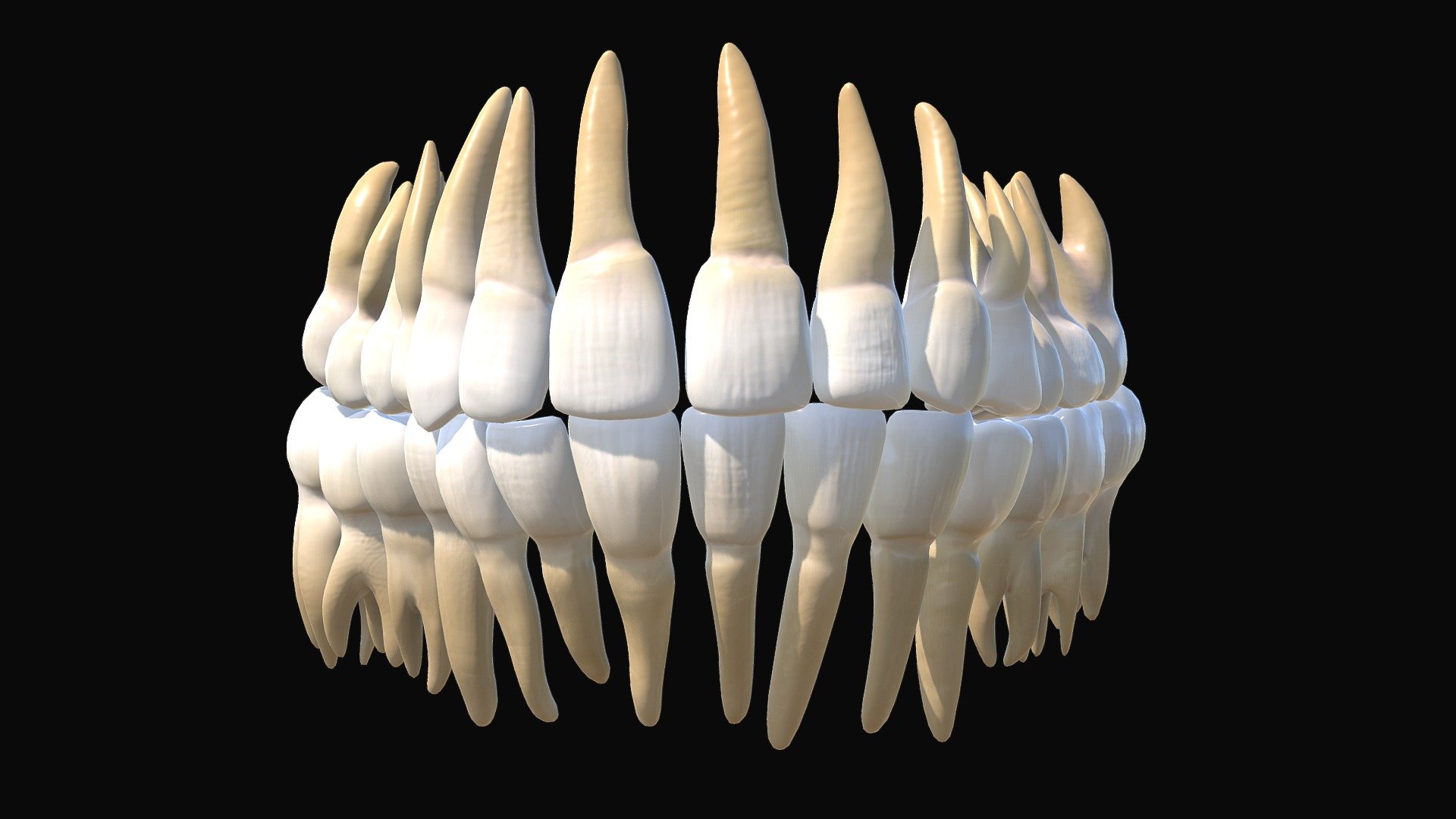 Human Tooth 3d model