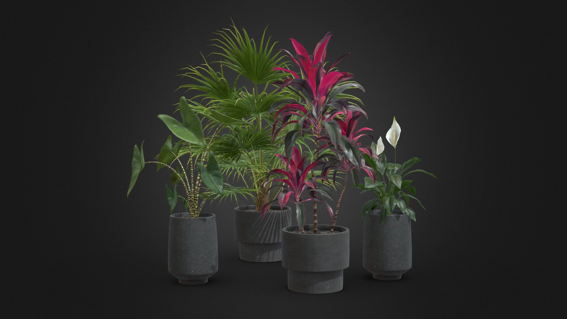 Indoor Plants Pack 44 3d model