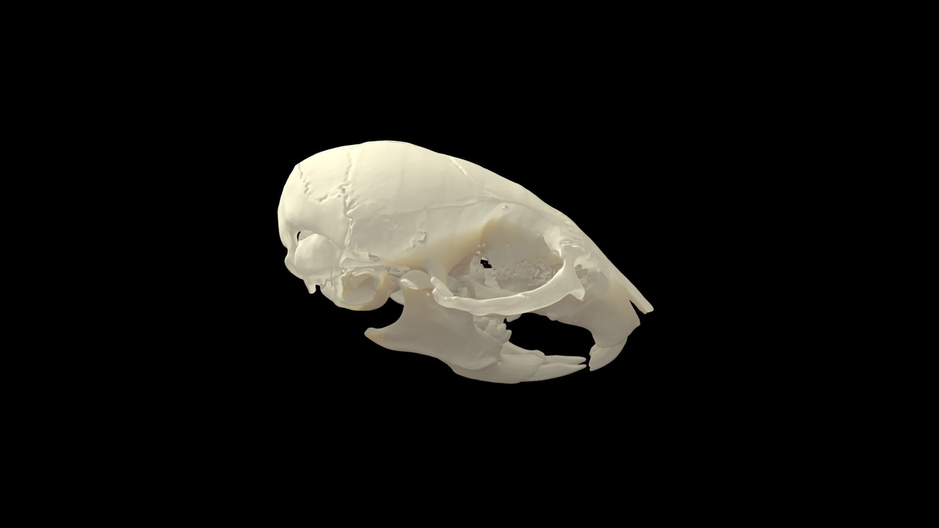 Mus musculus (house mouse) skull 3d model