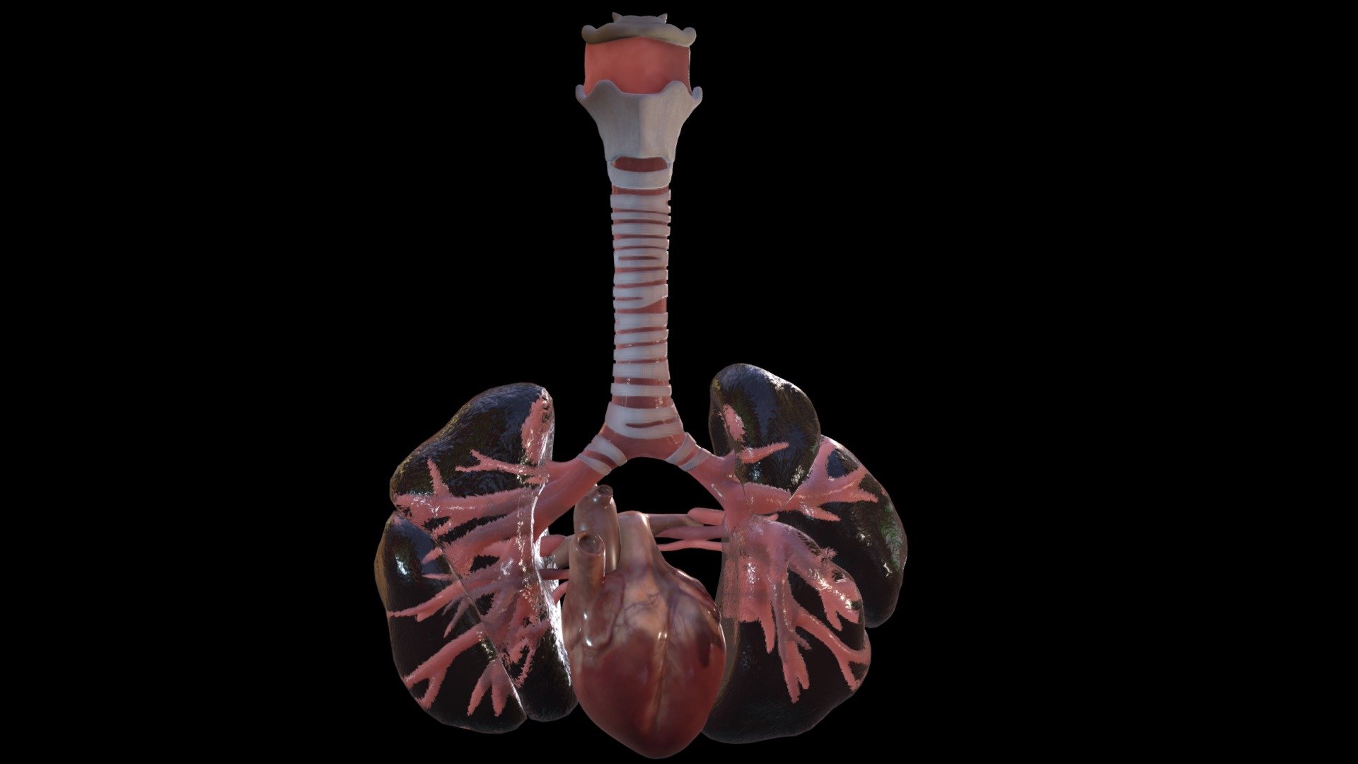 Fetus heart and lungs week sixteen (16) 3d model