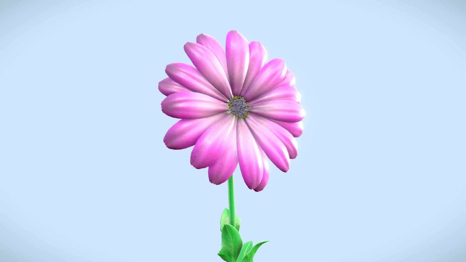 African Daisy 3d model