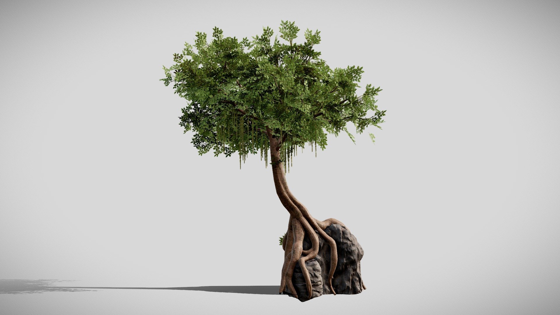 Tree On Rock 3d model