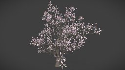 Japanese Cherry tree