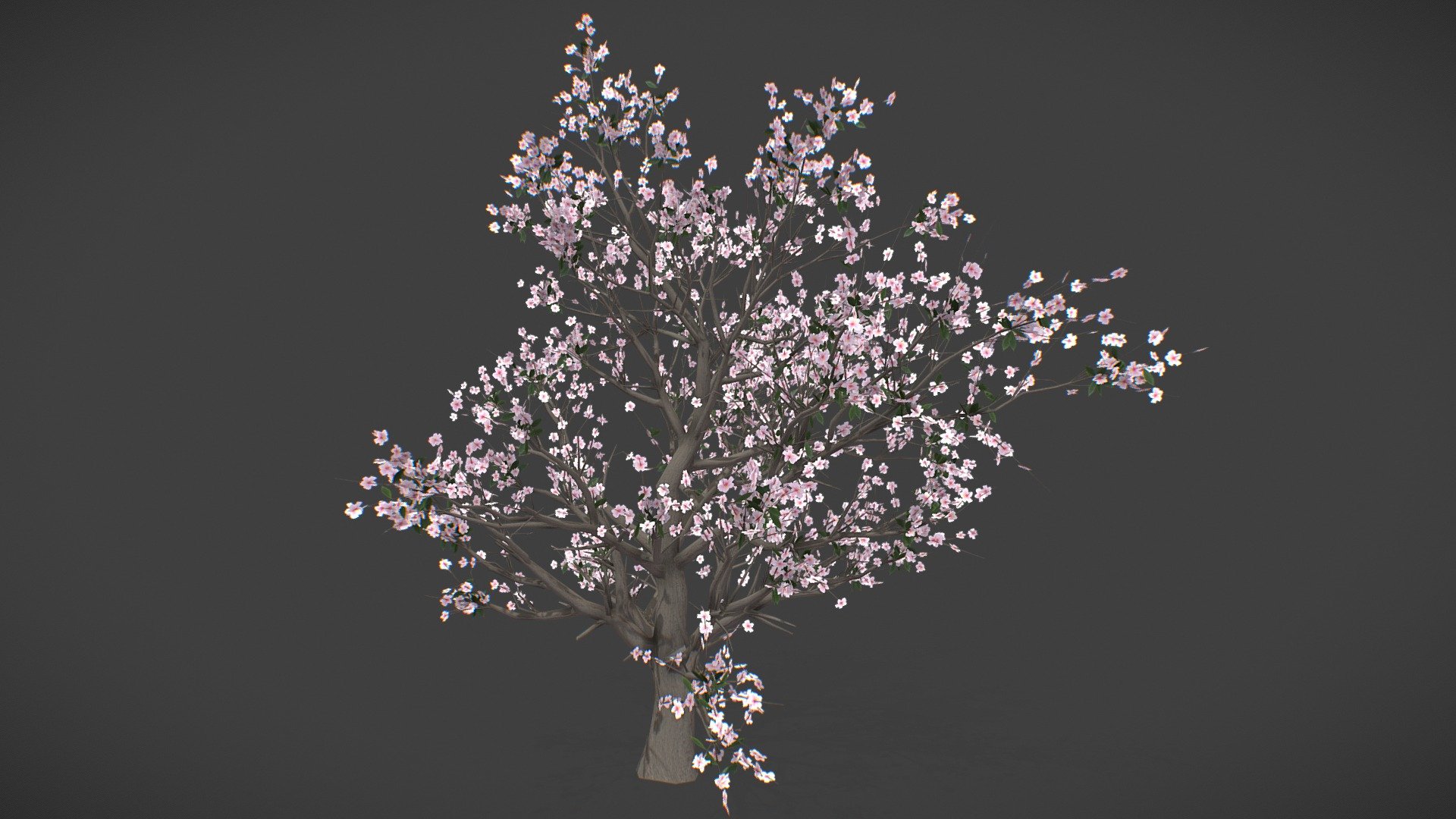 Japanese Cherry tree 3d model