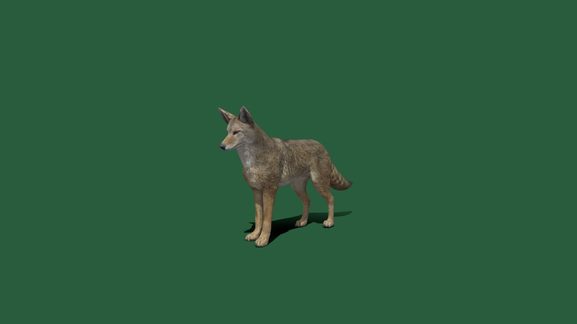 Coyote(Non-Commercial) 3d model