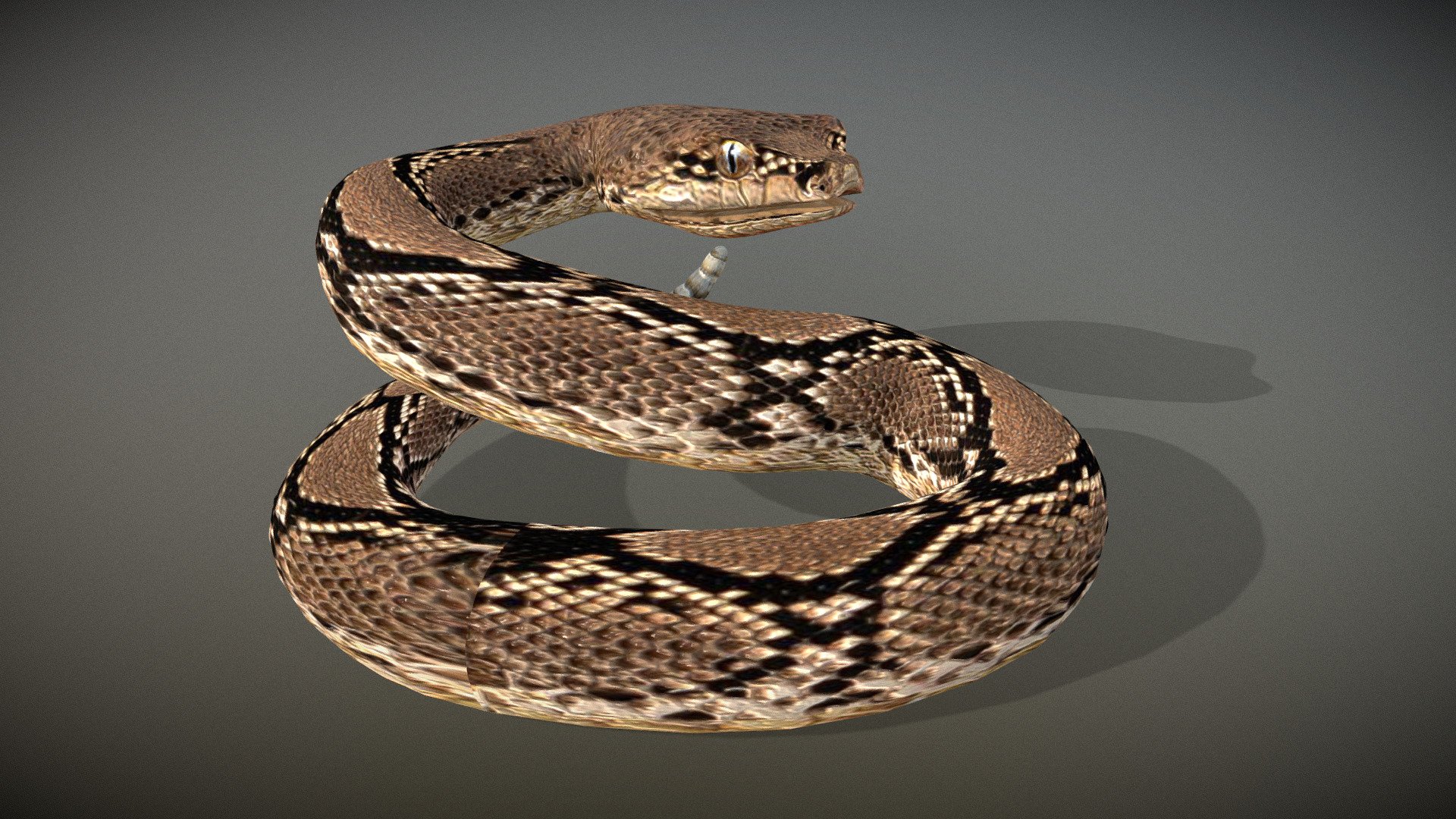 Rattle snake 3d model