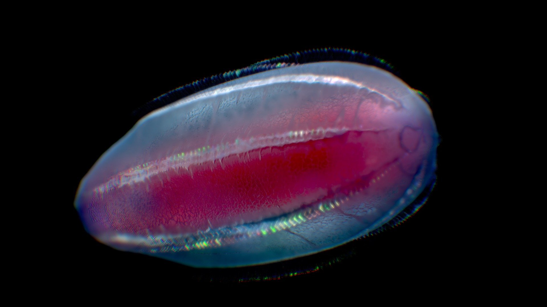 Beroe Abyssicola 3d model