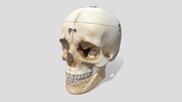 Skull Model