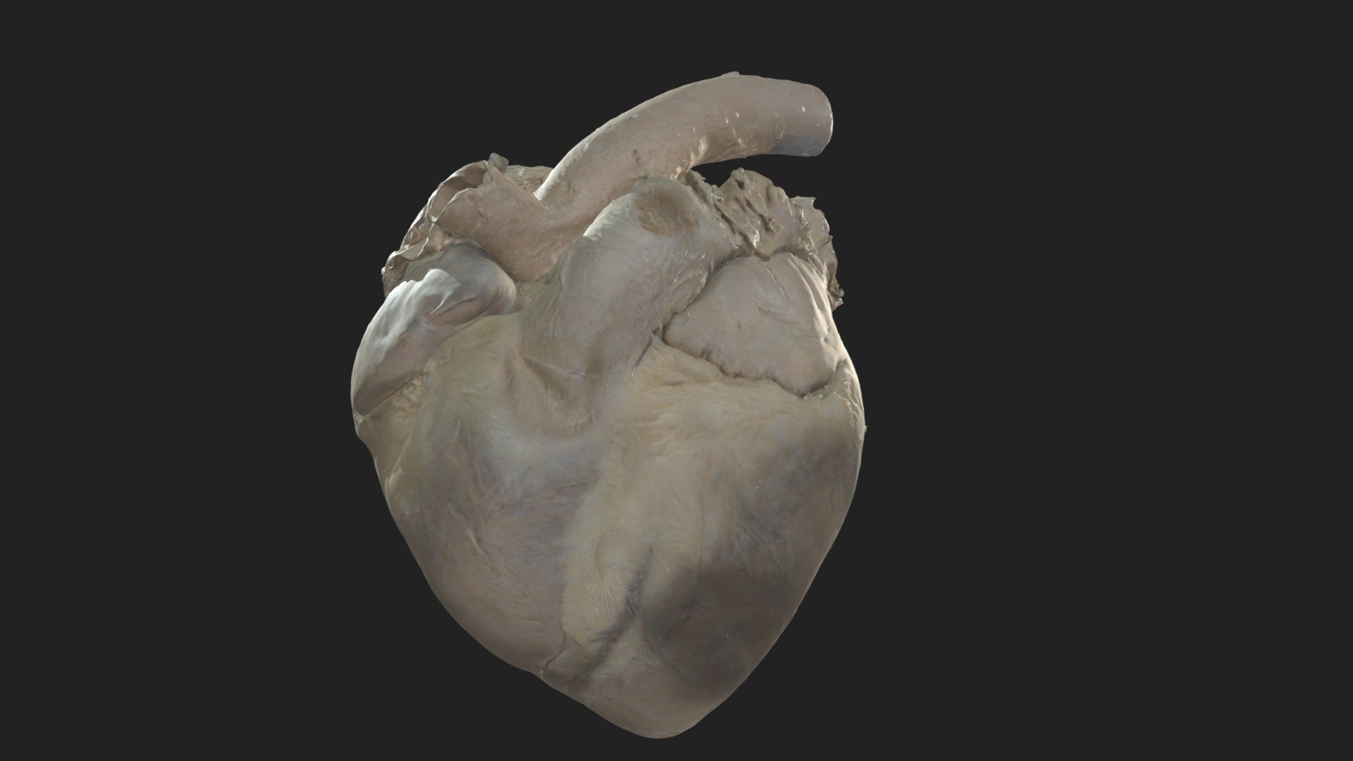 heart (cor) horse 3d model