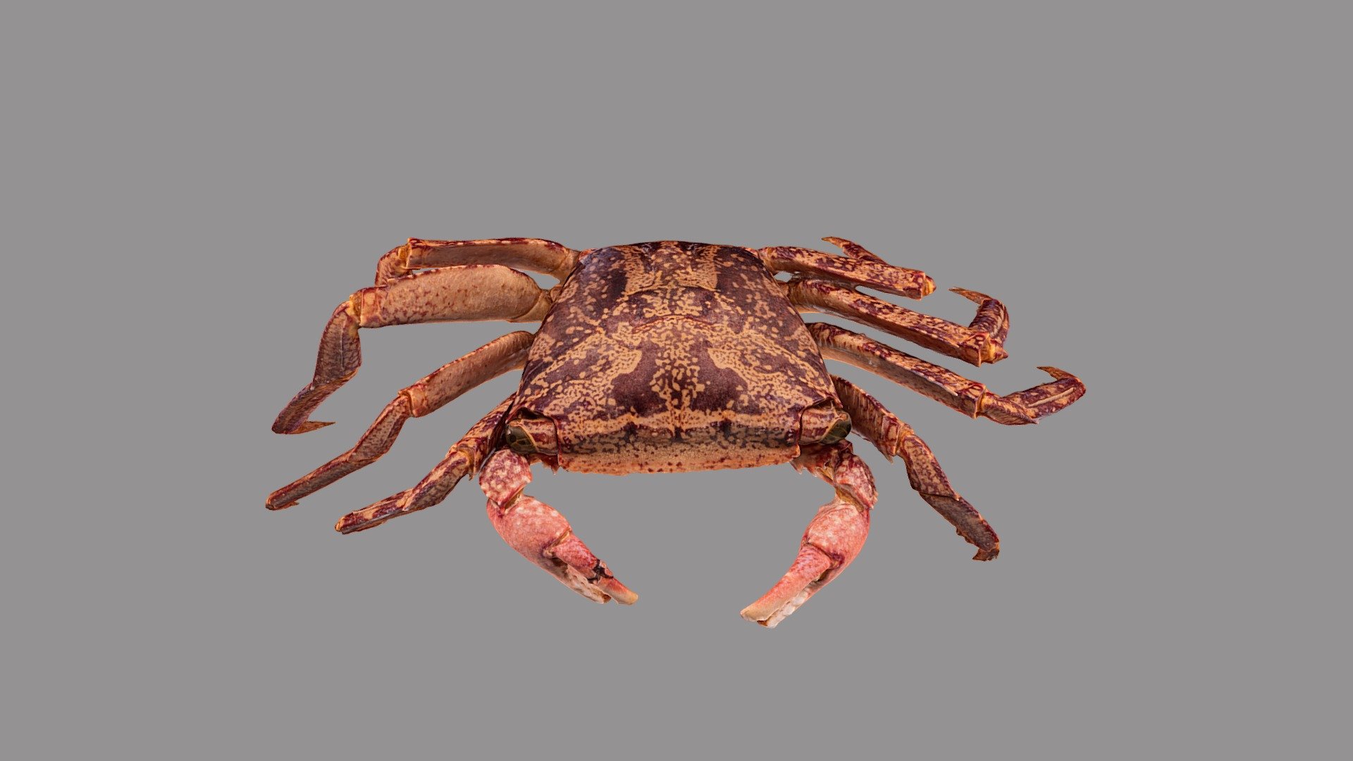 Metapograpsus latifrons 3d model