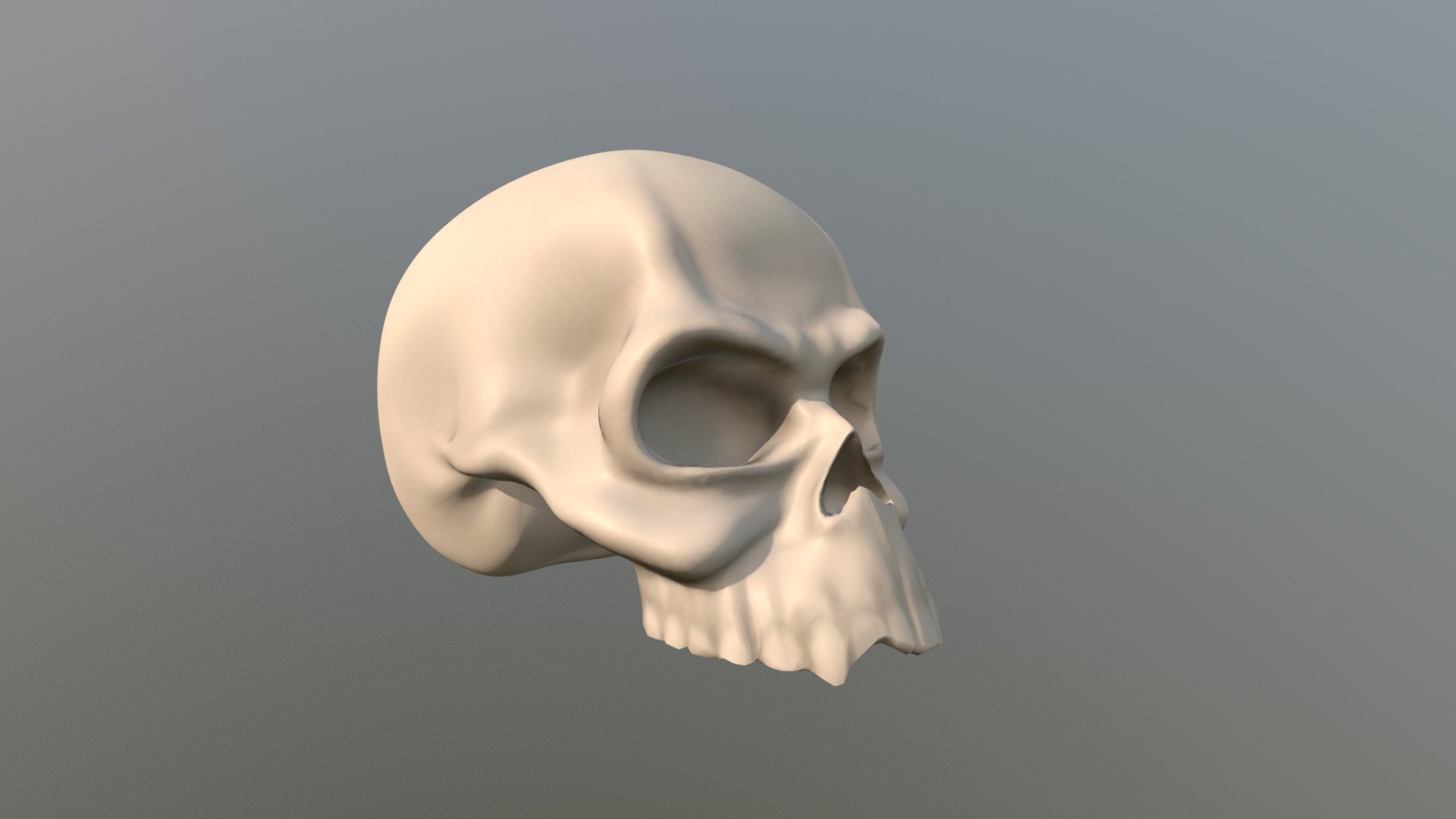 Skull Human 3d model