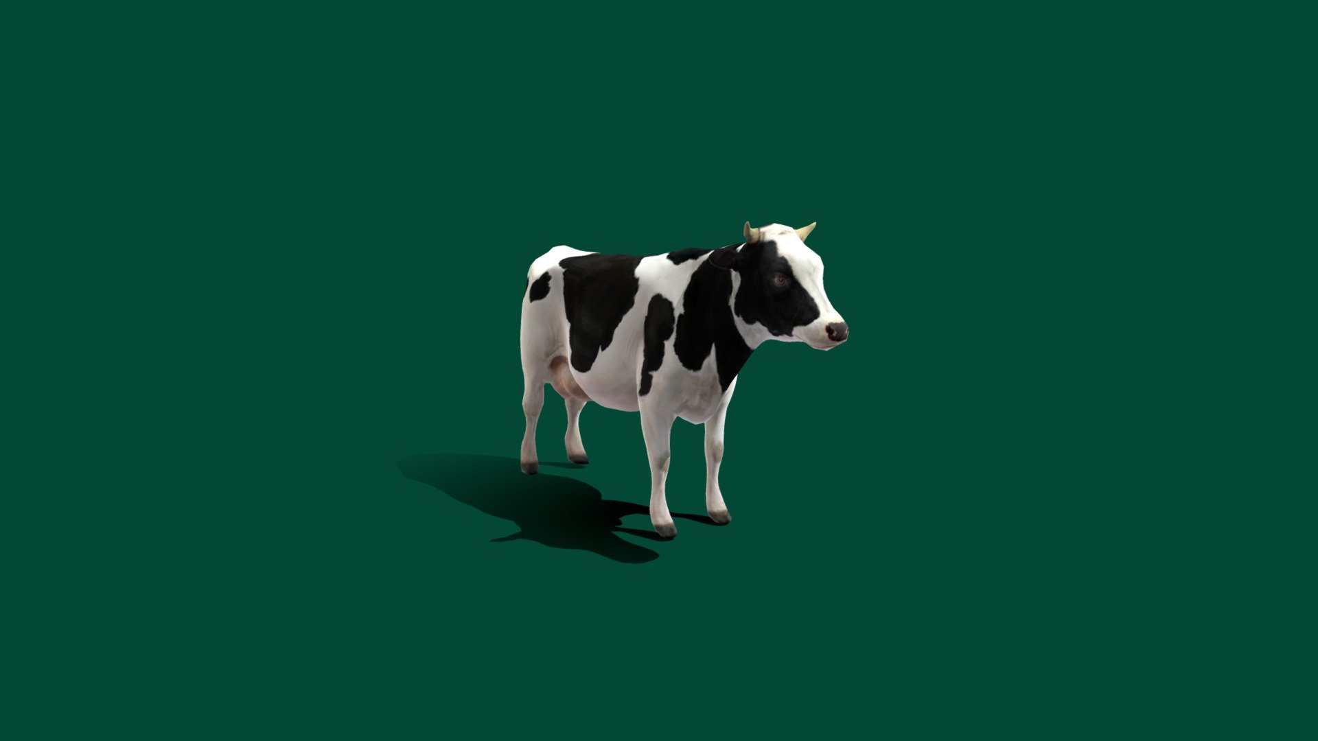 Dairy Cow (low poly) 3d model