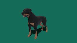 Rottweiler