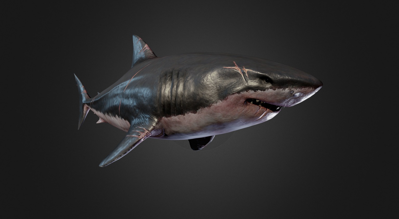 The Great White Shark 3d model