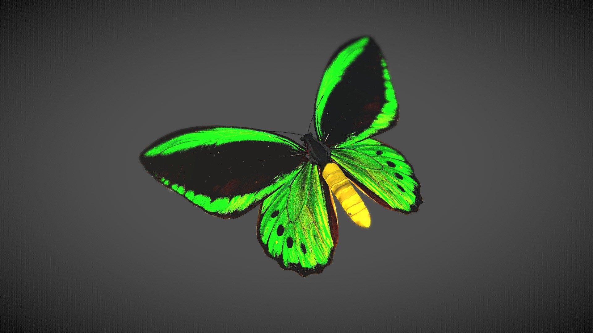 Cairns Birdwing 3d model