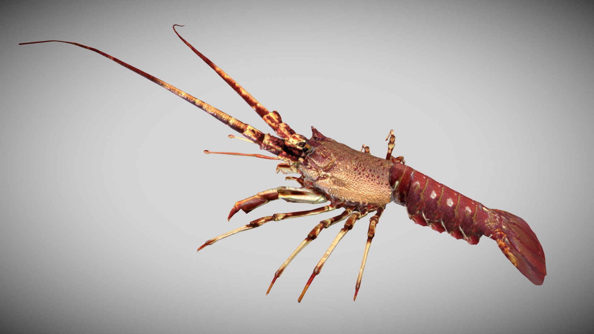 Lobster 3d model