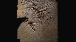 Archaeopteryx