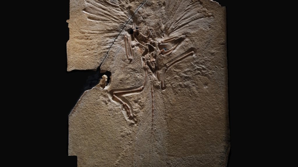 Archaeopteryx 3d model