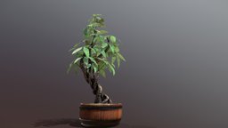 Stylized Money Tree (Guiana Chestnut)