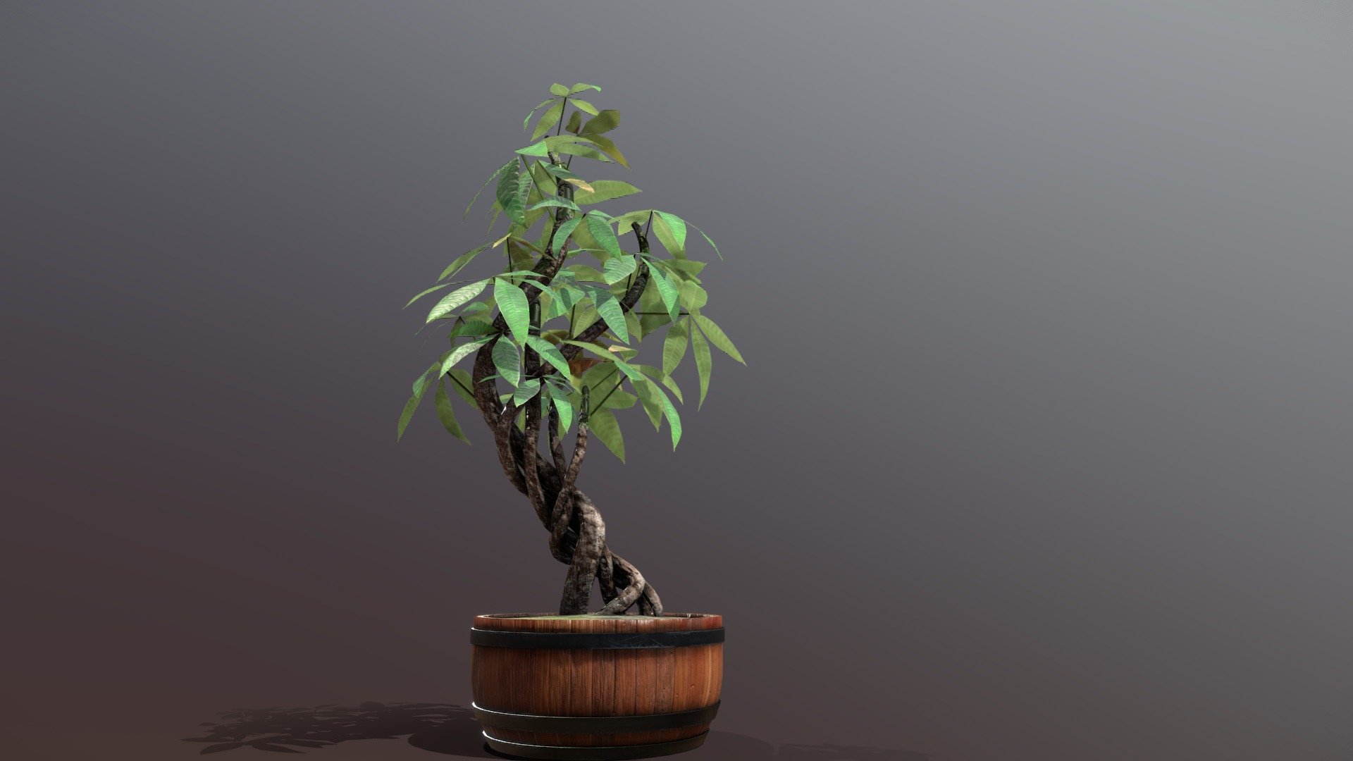 Stylized Money Tree (Guiana Chestnut) 3d model