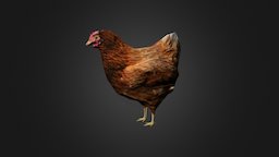 Hen