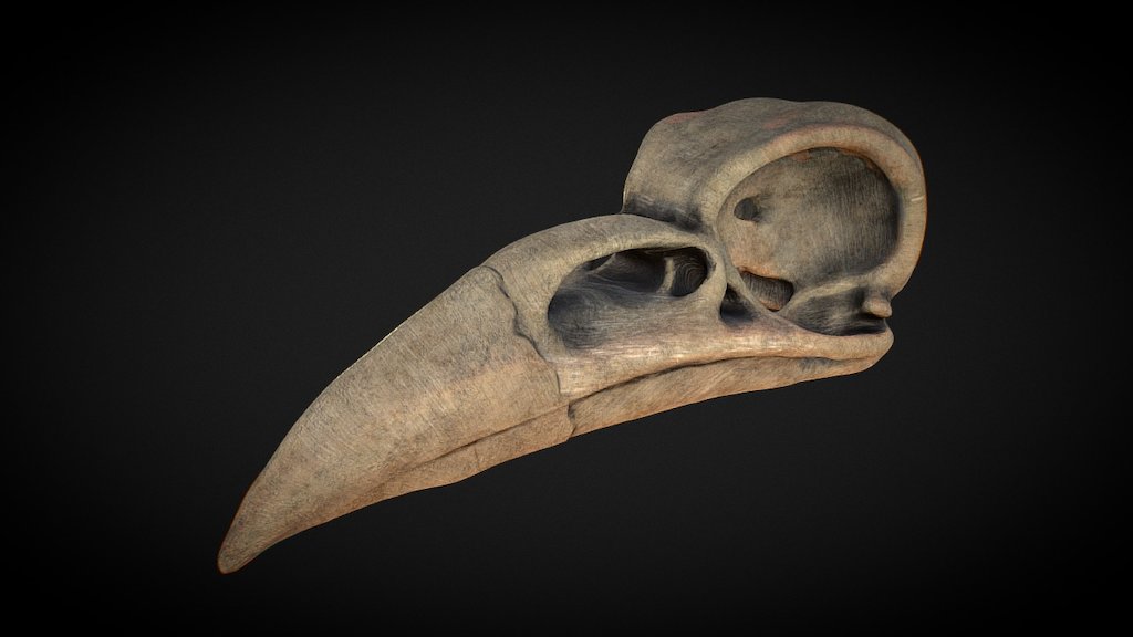 Raven Skull Test 3d model