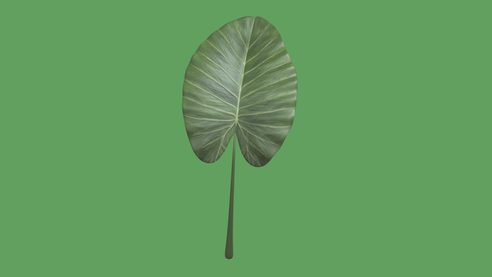 023 Leaf 3d model