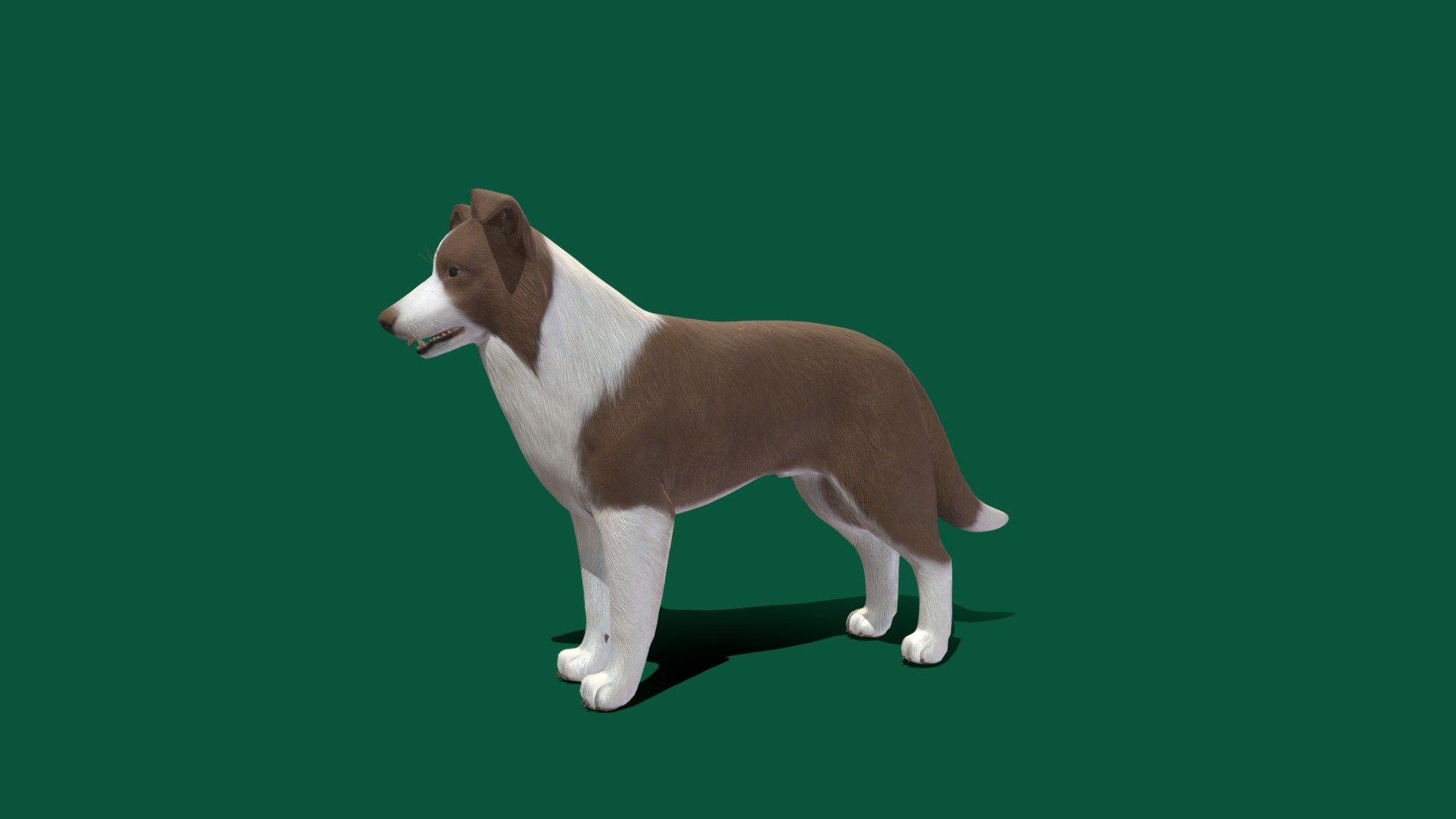 Border Collie 3d model