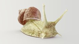 Helix pomatia