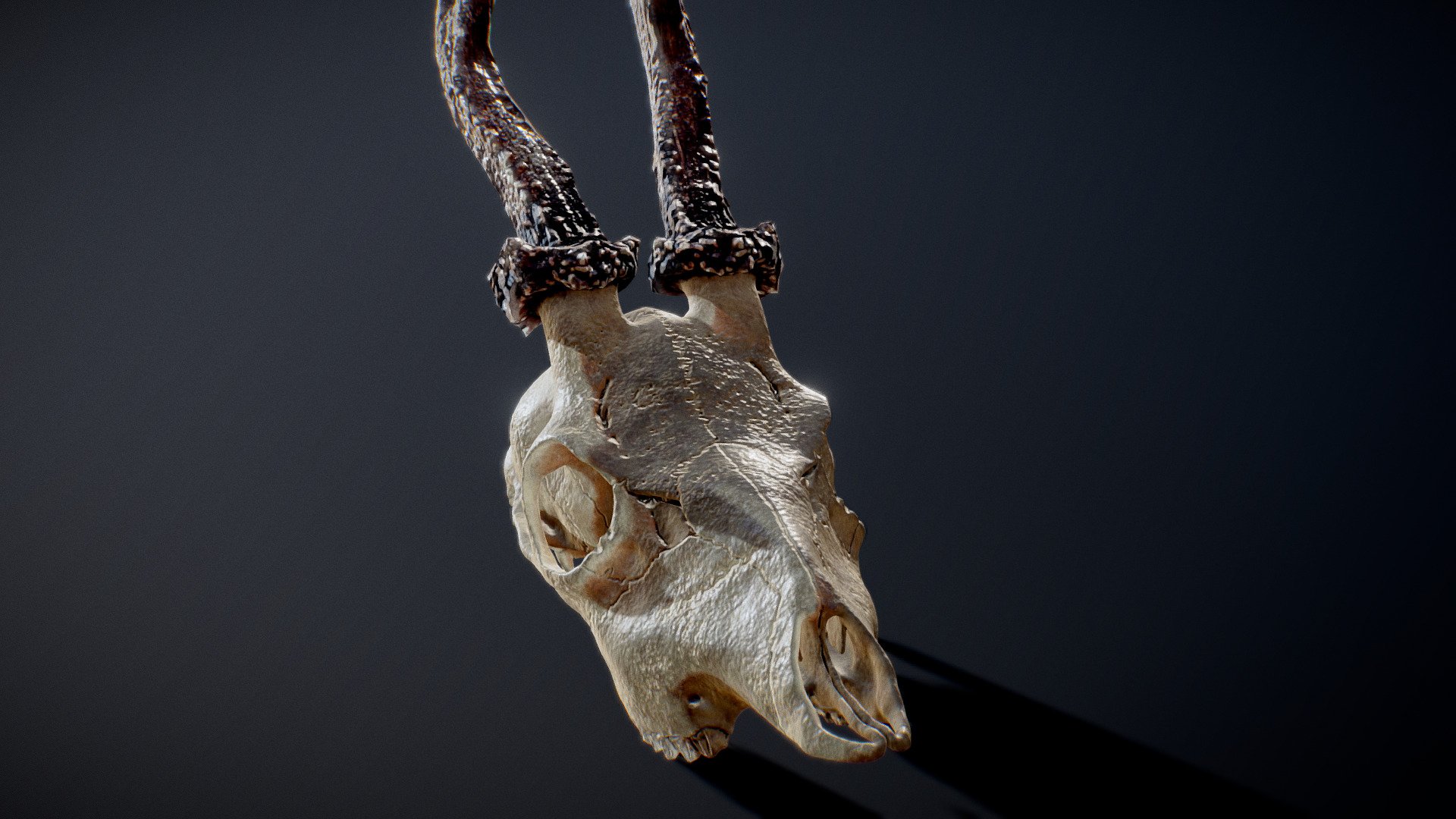 roe deer skull 3d model