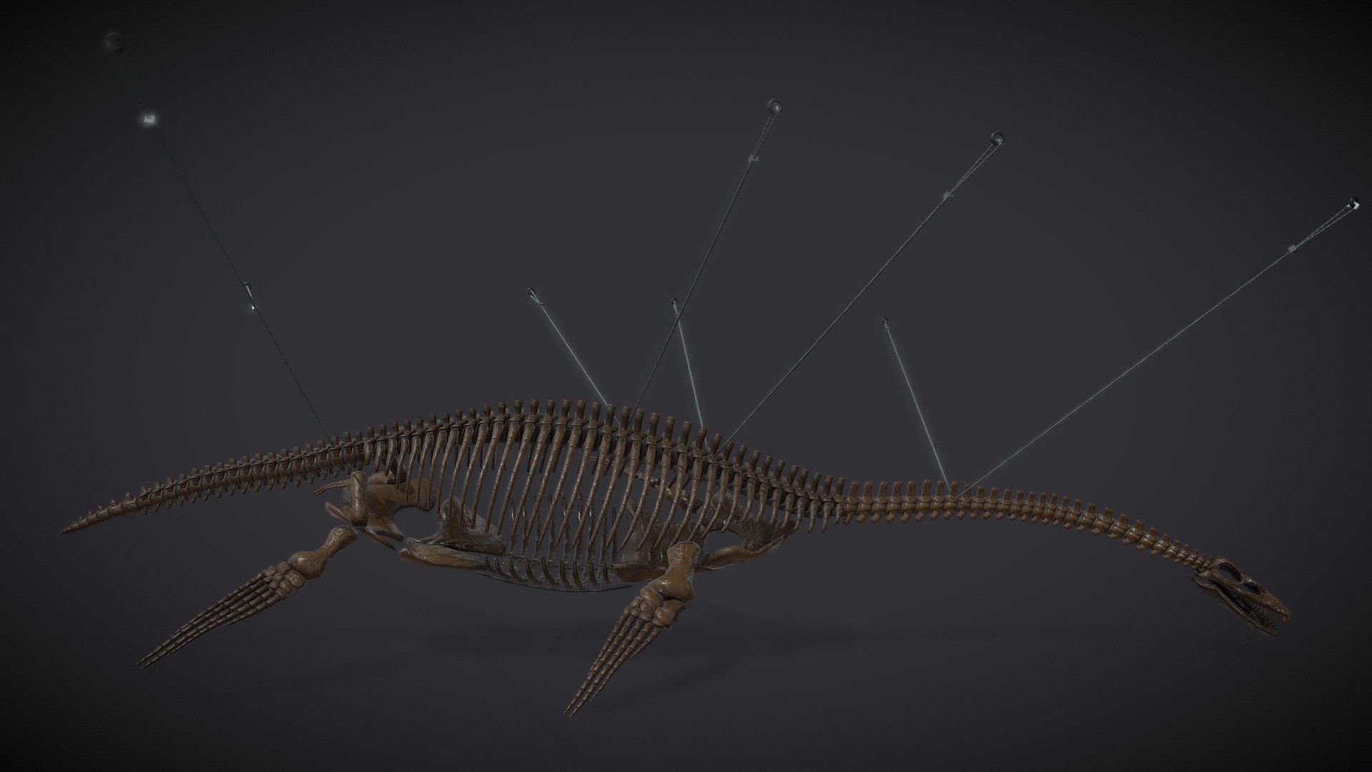 Museum Of Natural History | Plesiosaurus 3d model