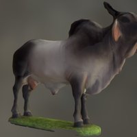 Boi Zebu/ bull Zebu