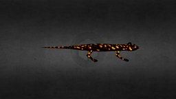 Salamander